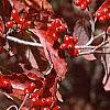 Cornus florida, fall color