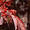 Cornus florida, fall color