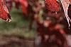 Cornus florida, fall color
