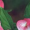 Cornus florida 'Cherokee Brave', flowers