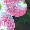 Cornus florida 'Cherokee Brave', flowers