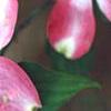 Cornus florida 'Cherokee Brave', flowers