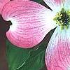 Cornus florida 'Cherokee Brave', flowers