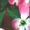 Cornus florida 'Cherokee Brave', flowers