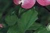 Cornus florida 'Cherokee Brave', flowers