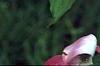 Cornus florida 'Cherokee Brave', flowers