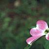 Cornus florida 'Cherokee Brave', flowers