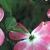Cornus florida 'Cherokee Brave', flowers