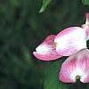 Cornus florida 'Cherokee Brave', flowers
