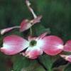 Cornus florida 'Cherokee Brave', flowers