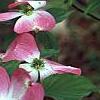 Cornus florida 'Cherokee Brave', flowers