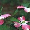 Cornus florida 'Cherokee Brave', flowers