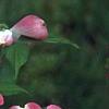 Cornus florida 'Cherokee Brave', flowers