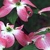 Cornus florida 'Cherokee Brave', flowers