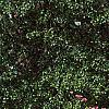 Cornus florida 'Cherokee Chief', habit