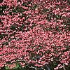 Cornus florida 'Cherokee Chief', habit