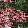 Cornus florida 'Cherokee Chief', habit