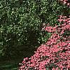 Cornus florida 'Cherokee Chief', habit