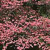 Cornus florida 'Cherokee Chief', habit
