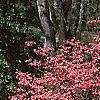 Cornus florida 'Cherokee Chief', habit