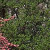 Cornus florida 'Cherokee Chief', habit
