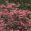 Cornus florida 'Cherokee Chief', habit