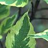 Cornus florida 'Cherokee Daybreak', leaves