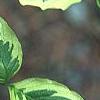Cornus florida 'Cherokee Daybreak', leaves