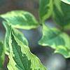 Cornus florida 'Cherokee Daybreak', leaves