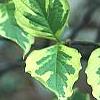 Cornus florida 'Cherokee Daybreak', leaves