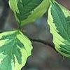 Cornus florida 'Cherokee Daybreak', leaves