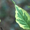 Cornus florida 'Cherokee Daybreak', leaves
