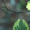 Cornus florida 'Cherokee Daybreak', leaves