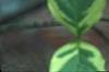 Cornus florida 'Cherokee Daybreak', leaves