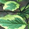 Cornus florida 'Cherokee Daybreak', leaves