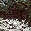 Cornus florida 'Cloud 9', habit