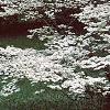 Cornus florida 'Cloud 9', habit