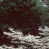 Cornus florida 'Cloud 9', habit