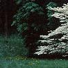 Cornus florida 'Cloud 9', habit
