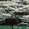 Cornus florida 'Cloud 9', habit