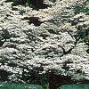 Cornus florida 'Cloud 9', habit