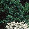 Cornus florida 'Cloud 9', habit