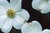 Cornus florida 'Cloud 9', flowers