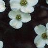 Cornus florida 'Cloud 9', flowers