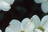 Cornus florida 'Cloud 9', flowers