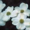 Cornus florida 'Cloud 9', flowers
