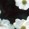 Cornus florida 'Cloud 9', flowers