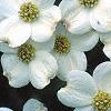 Cornus florida 'Cloud 9', flowers