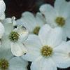 Cornus florida 'Cloud 9', flowers