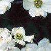 Cornus florida 'Cloud 9', flowers